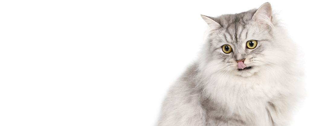 How To Farm Cat Food Battle Cats: 5 Best Ways