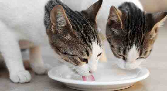Are milk and dairy products bad for cats