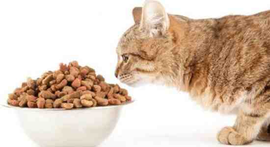 Does Dry Cat Food Go Bad