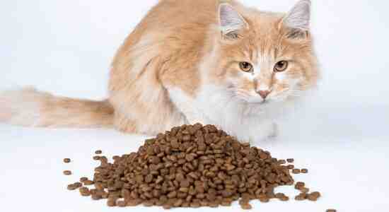 How Long Will Your Pet Food Stay Fresh and Safe