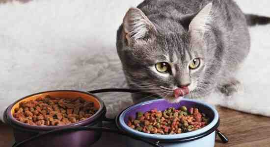 How To Soften Dry Cat Food