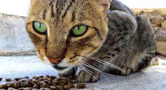 How to Tell If Dry Cat Food Is Bad