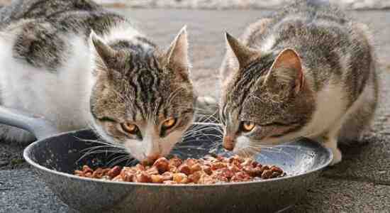 Recipe For Dry Cat Food