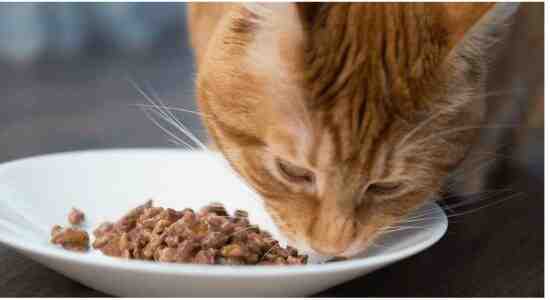 soften dry cat food