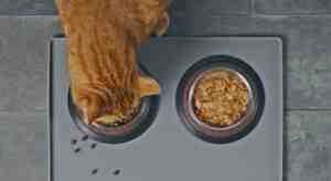 Add Warm Water To Dry Cat Food