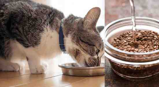 Adding Water To Dry Cat Food