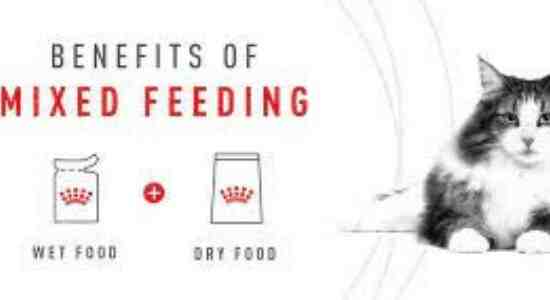 Benefits of Mixing Wet and Dry Food