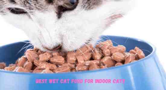 Best Wet Cat Food for Indoor Cats