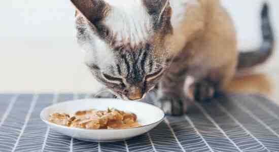Can Dry Cat Food Go Bad Best Answer Perfect Cat Food