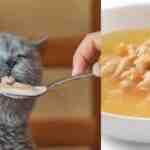 Cat Food Soup Recipe