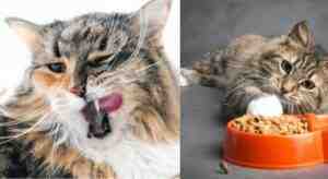 Dry Cat Food For Cats With No Teeth
