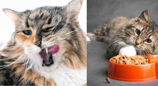 Dry Cat Food For Cats With No Teeth