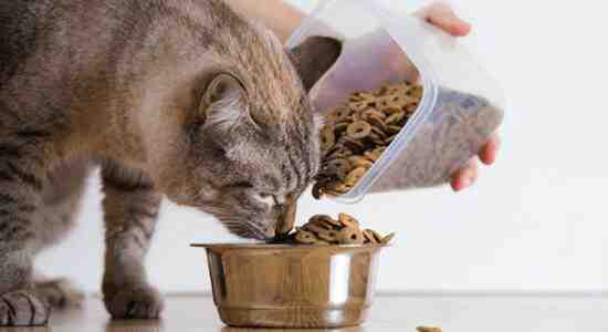 Dry Cat Food Without Fish
