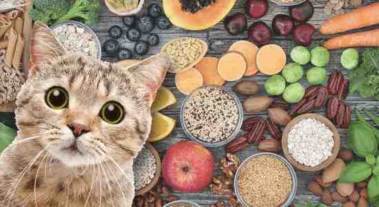 Fiber Important in Cat Food