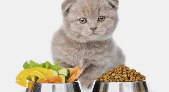 Healthiest Cat Food alternative