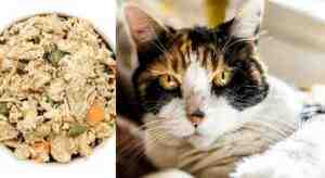 Homemade Cat Food Recipes For Senior Cats