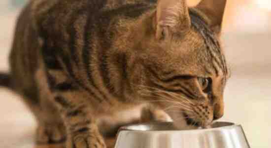Homemade Cat Food Recipes For Sensitive Stomach