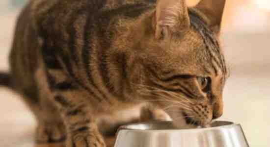 Best 5 Homemade Cat Food Recipes For Sensitive Stomach Perfect Cat Food