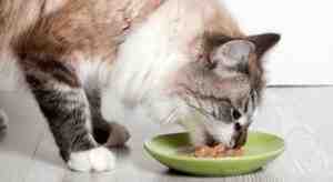 Homemade High Calorie Cat Food