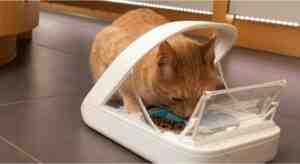 How To Feed Cat Wet Food While Away