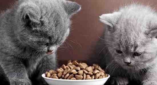How To Make Your Own Dry Cat Food