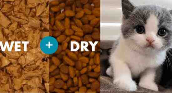 How To Mix Dry And Wet Cat Food