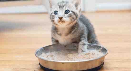 How To Moisten Dry Cat Food
