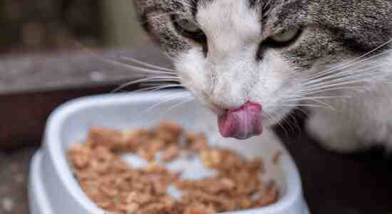 How often should you feed your cat with vegan food