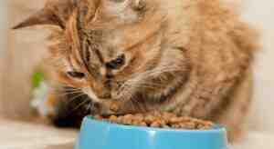 How to Make Dry Food for Cat