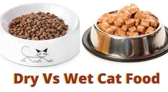 Mix Dry And Wet Cat Food