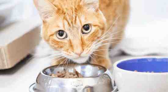 Why does some cat food smell so good
