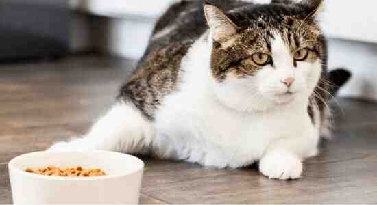 Why is dry cat food without chicken important
