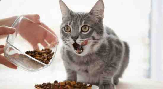 Why should you feed your cat Calo Cat food