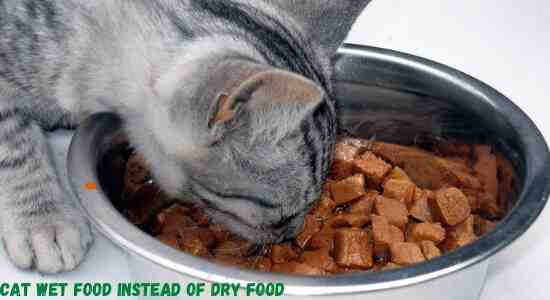 cat wet food instead of dry food