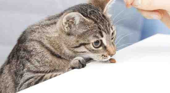 prevent a cat from gagging when eating