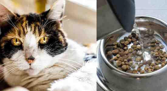 soaking dry cat food