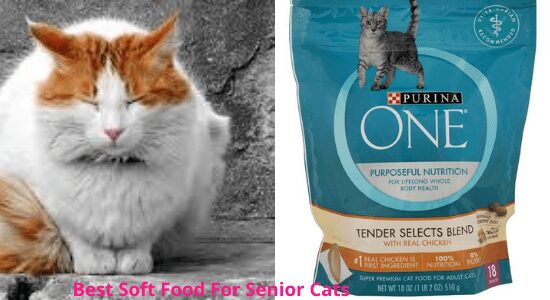 Best Soft Food For Senior Cats