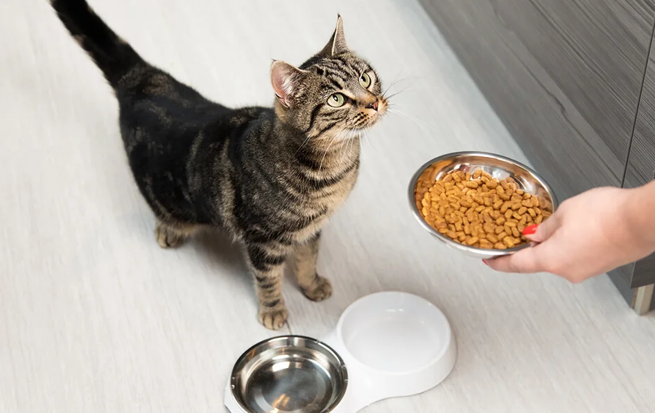 Feeding Tips for Cats