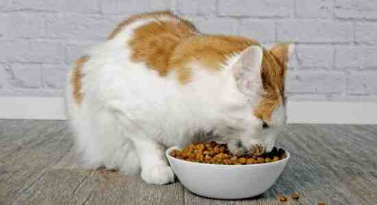 Greenbrier Kennel Club Cat Food