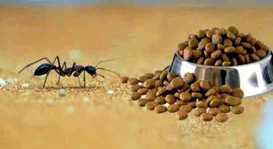 How To Keep Ants Out Of Cat Food
