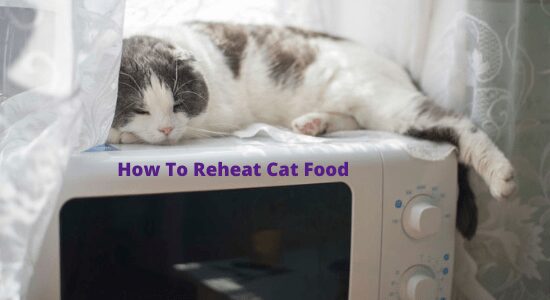 How To Reheat Cat Food