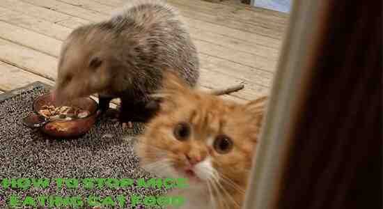 How To Stop Mice Eating Cat Food