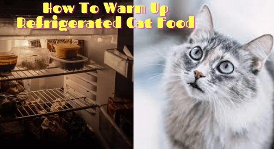 How To Warm Up Refrigerated Cat Food