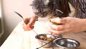 How To Warm Up Wet Cat Food