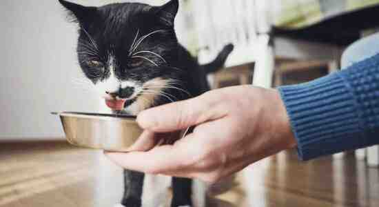 How To Warm Up Wet Cat Food