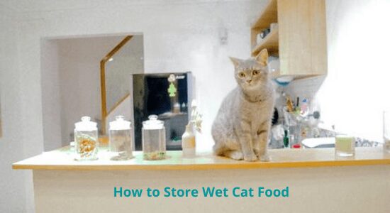 How to Store Wet Cat Food