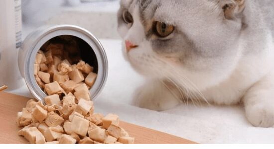 How to feed freeze dried cat food