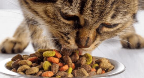 Nutrition Fact Of cat food for senior cats