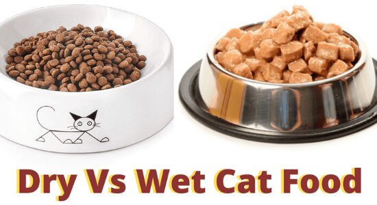 Wet cat food vs dry kibble