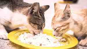 What Can You Feed Your Cat Besides Cat Food